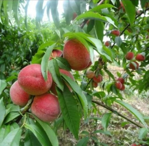 Promo Bibit buah persik bibit tanaman buah persik DELIFMART Lampung