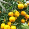 Tanaman Bibit Buah Jeruk Siam Pontianak Cepat Berbuah Tambulampot Probolinggo