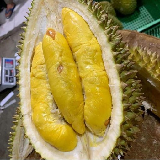bibit durian musangking kaki 3 unggul