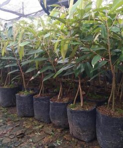 bibit tanaman durian musangking kaki 3 Sumatra Barat