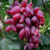 Bibit Anggur Impor Dubovski Pink Original Grafting Tanjungpinang