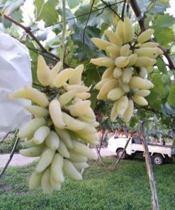 bibit anggur import banana Jakarta
