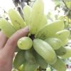 bibit anggur import banana Jawa Barat