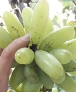 bibit anggur import banana Jawa Barat
