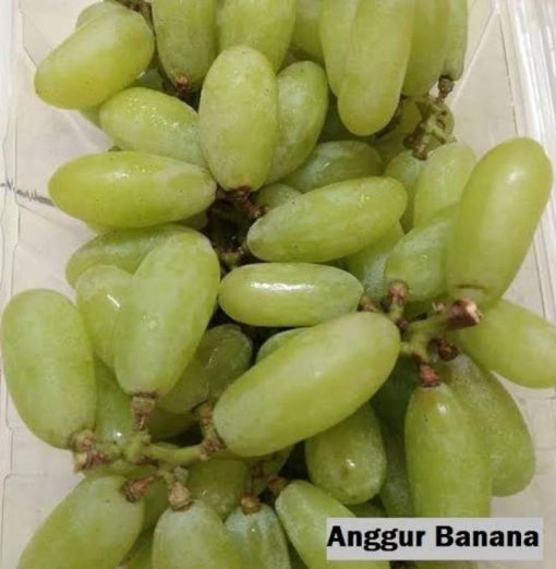 bibit anggur import banana Sumatra Utara