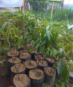 Bibit Tanaman Buah Durian Pelangi Hasil Okulasi Sulawesi Selatan