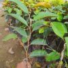 Bibit durian musangking Malang