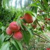 Bibit Buah Persik Pekanbaru