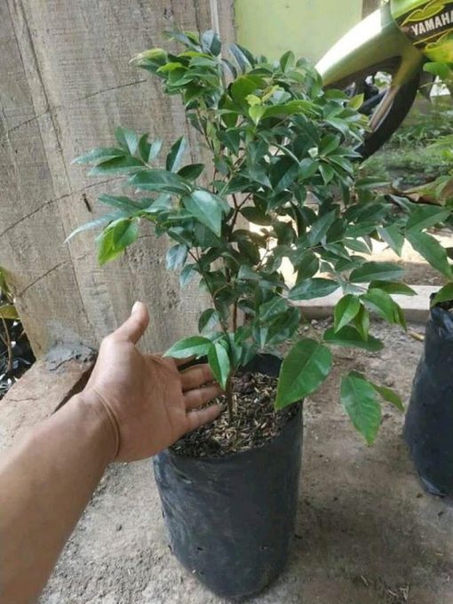 Pohon Anggur Brazil Preco VALID Bangka Belitung