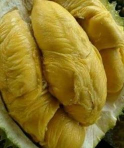 bibit buah durian montong super Lhokseumawe