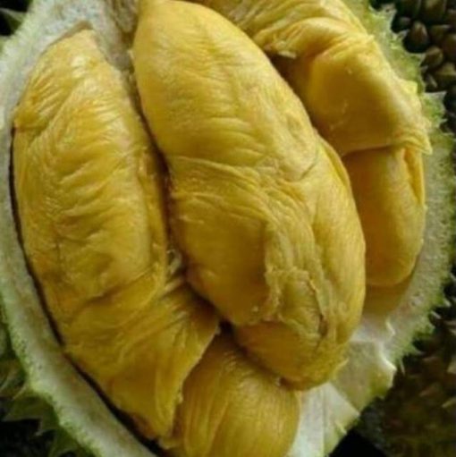 bibit buah durian montong super Lhokseumawe