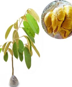 bibit tanaman durian musangking Tasikmalaya