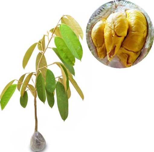 bibit tanaman durian musangking Tasikmalaya