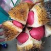 Bibit Durian Merah Kaki Tiga Banten