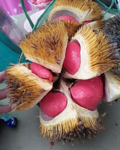 Bibit Durian Merah Kaki Tiga Banten
