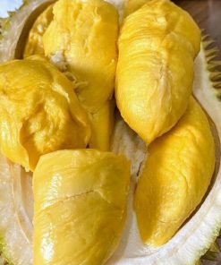 bibit durian musangking Kalimantan Selatan