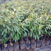 bibit durian musangking Jawa Timur