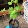 BIBIT ANGGUR IMPORT CLEOPATRA Sulawesi Tenggara
