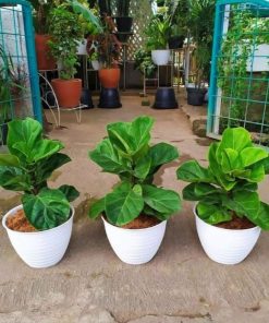 murah Ketapang biola cantik fiddle leaf ficus lyrata tanaman hias hidup Ketapang biola Banten