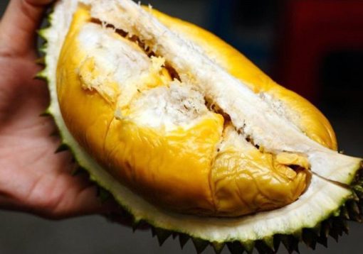 bibit durian duri hitam Mataram