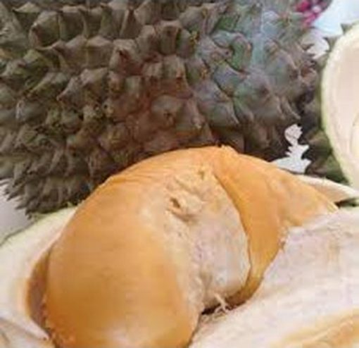 bibit durian duri hitam Pagaralam