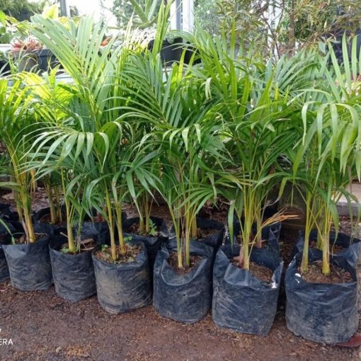 tanaman hias palem kuning pohon hias palem kuning Sungai Penuh