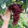 bibit anggur import nizina grafting Probolinggo