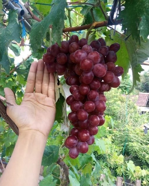 bibit anggur import nizina grafting Probolinggo