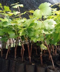 bibit anggur import nizina grafting Sibolga