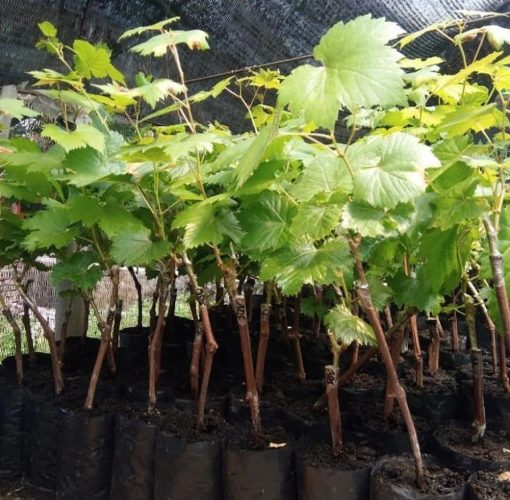 bibit anggur import nizina grafting Sumatra Selatan