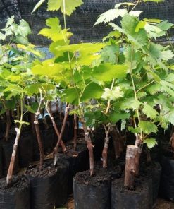 bibit anggur import nizina grafting Makassar