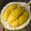Bibit Durian Musangking Asli Bibit durian okulasi Lubuklinggau