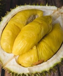 Bibit Durian Musangking Asli Bibit durian okulasi Lubuklinggau