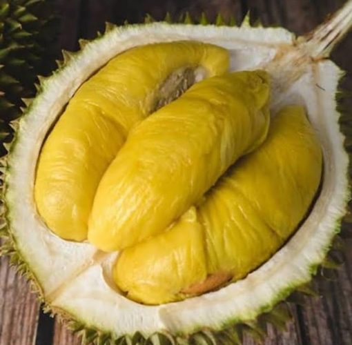 Bibit Durian Musangking Asli Bibit durian okulasi Lubuklinggau