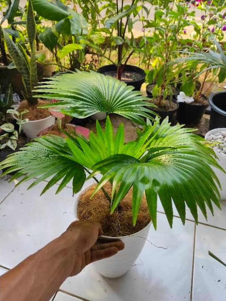 Gambar Produk pohon palem bintang pohon palem sadeng palem sadeng palem bintang bibit palem sadeng Sukabumi