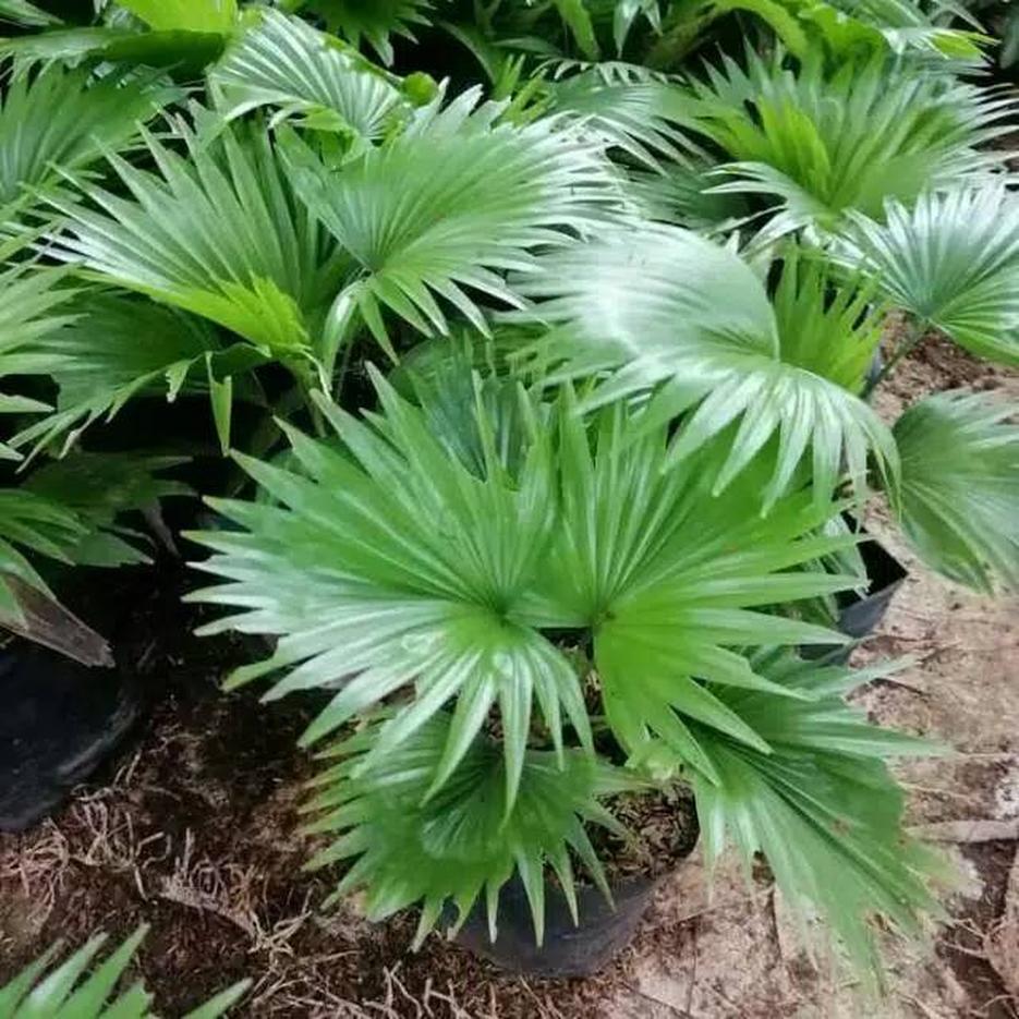 Gambar Produk pohon palem bintang pohon palem sadeng palem sadeng palem bintang bibit palem sadeng Sumatra Barat