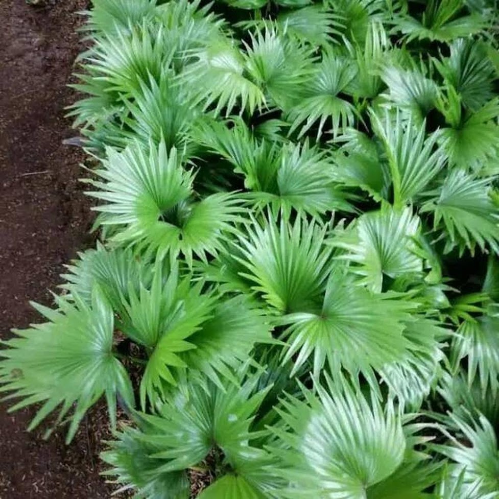 Gambar Produk pohon palem bintang pohon palem sadeng palem sadeng palem bintang bibit palem sadeng Kalimantan Barat