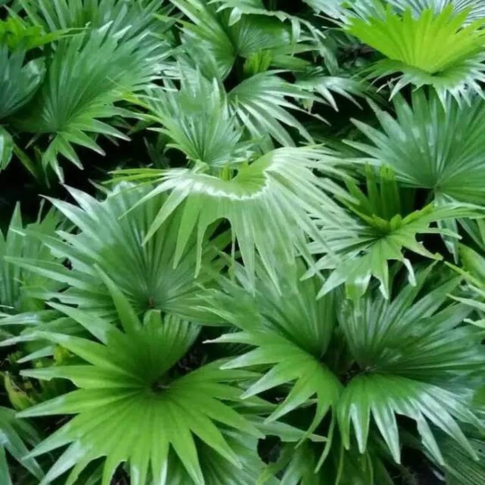 Gambar Produk pohon palem bintang pohon palem sadeng palem sadeng palem bintang bibit palem sadeng Bali
