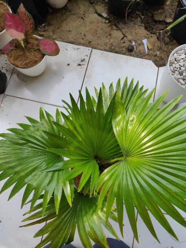 Gambar Produk pohon palem bintang pohon palem sadeng palem sadeng palem bintang bibit palem sadeng Bima