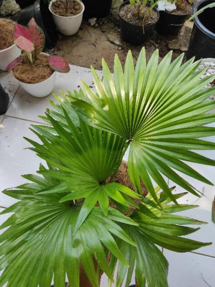 Gambar Produk pohon palem bintang pohon palem sadeng palem sadeng palem bintang bibit palem sadeng Sumatra Selatan