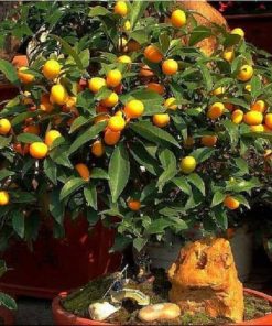 bibit jeruk tongheng manis Banjar