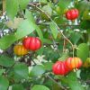 Bibit Tanaman Buah Cermai Merah Dewandaru Eugenia uniflora Banten