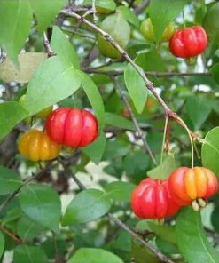 Bibit Tanaman Buah Cermai Merah Dewandaru Eugenia uniflora Banten