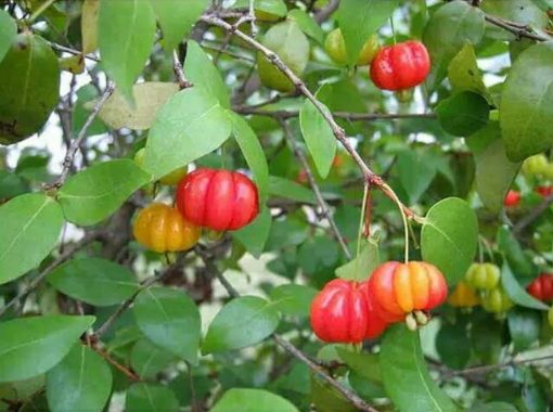Bibit Tanaman Buah Cermai Merah Dewandaru Eugenia uniflora Banten