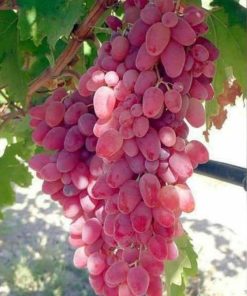 bibit anggur import dobosky pink unggul Sumatra Barat