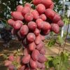 BIBIT ANGGUR IMPORT TALDUN grafting Pontianak