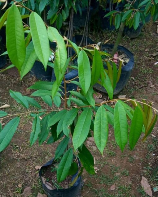 bibit durian musangking kaki 3 okulasi genjah Jawa Barat