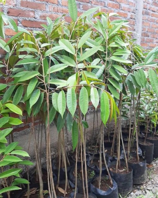 bibit durian musangking kaki 3 okulasi genjah Jawa Timur
