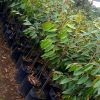 bibit durian musangking kaki 3 okulasi genjah Sumatra Utara