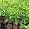 Pohon Jeruk Limo tanaman jeruk limo jeruk Limo Sumatra Barat